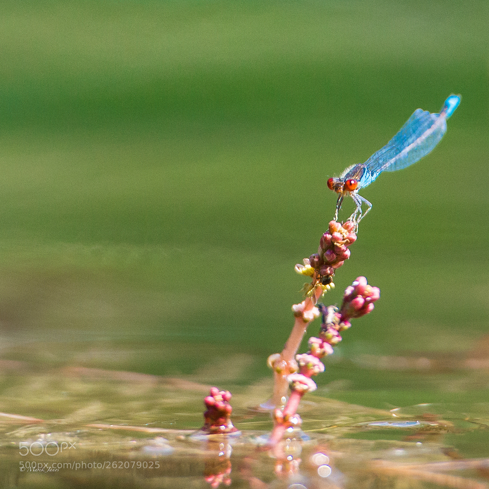 Nikon D800 sample photo. In blue photography