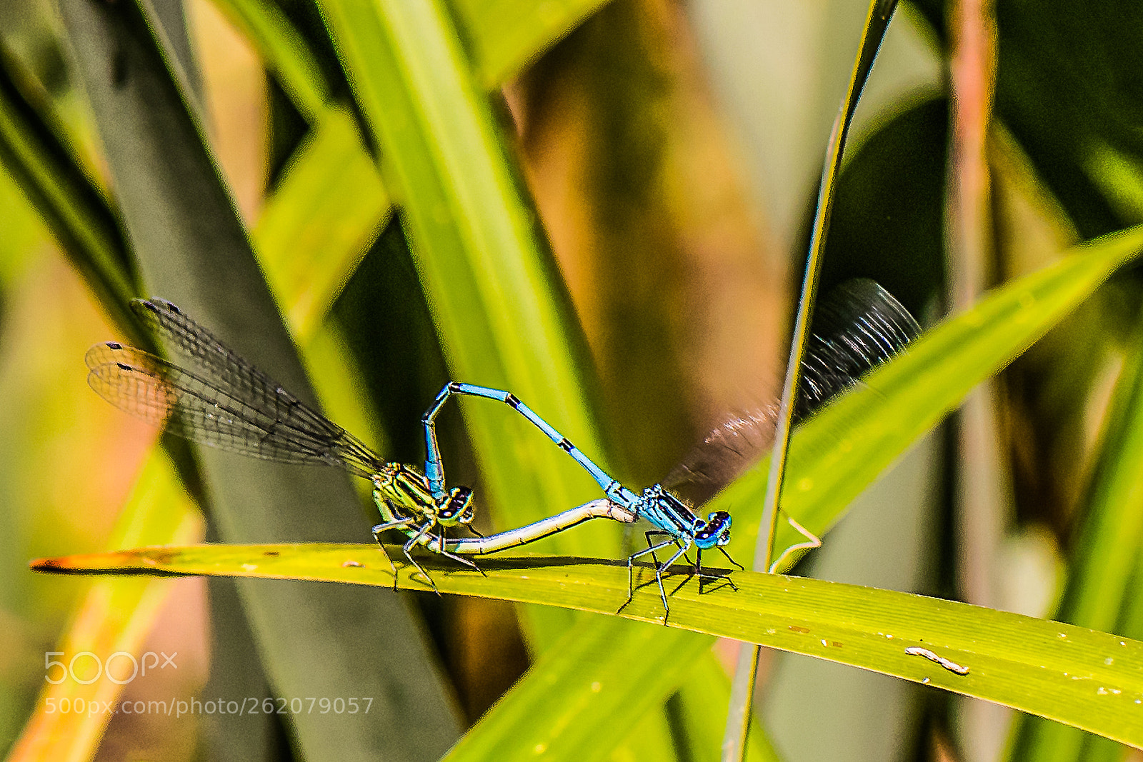 Nikon D500 sample photo. Dragon fly photography