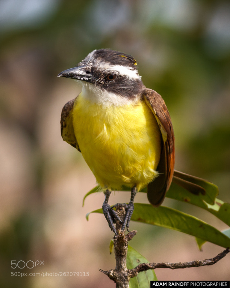 Canon EOS 70D sample photo. Rusty margined flycatcher la photography