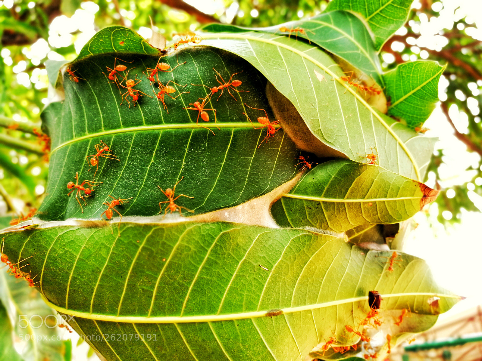 HUAWEI Honor 8 Pro sample photo. Red ants & mango leaves photography