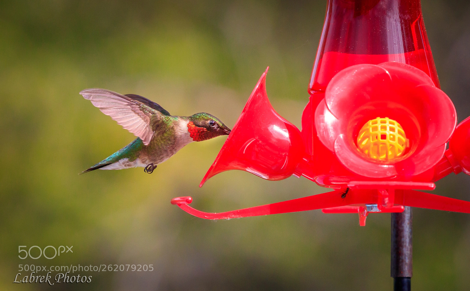 Canon EOS 800D (EOS Rebel T7i / EOS Kiss X9i) sample photo. Colibris photography