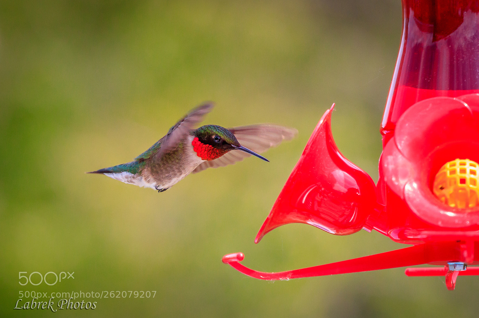 Canon EOS 800D (EOS Rebel T7i / EOS Kiss X9i) sample photo. Colibris photography