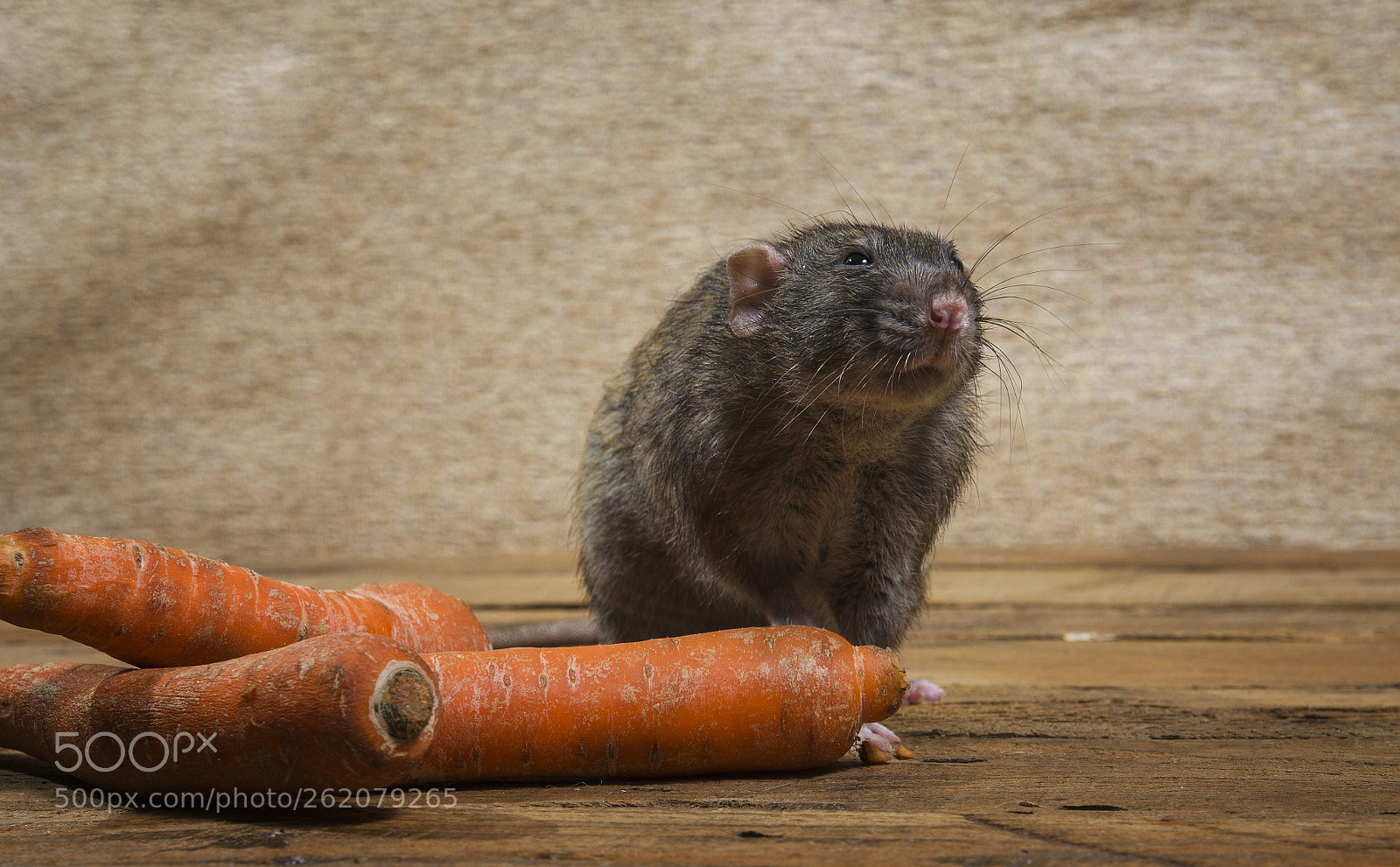 Nikon D5100 sample photo. Rat eats a carrot. photography