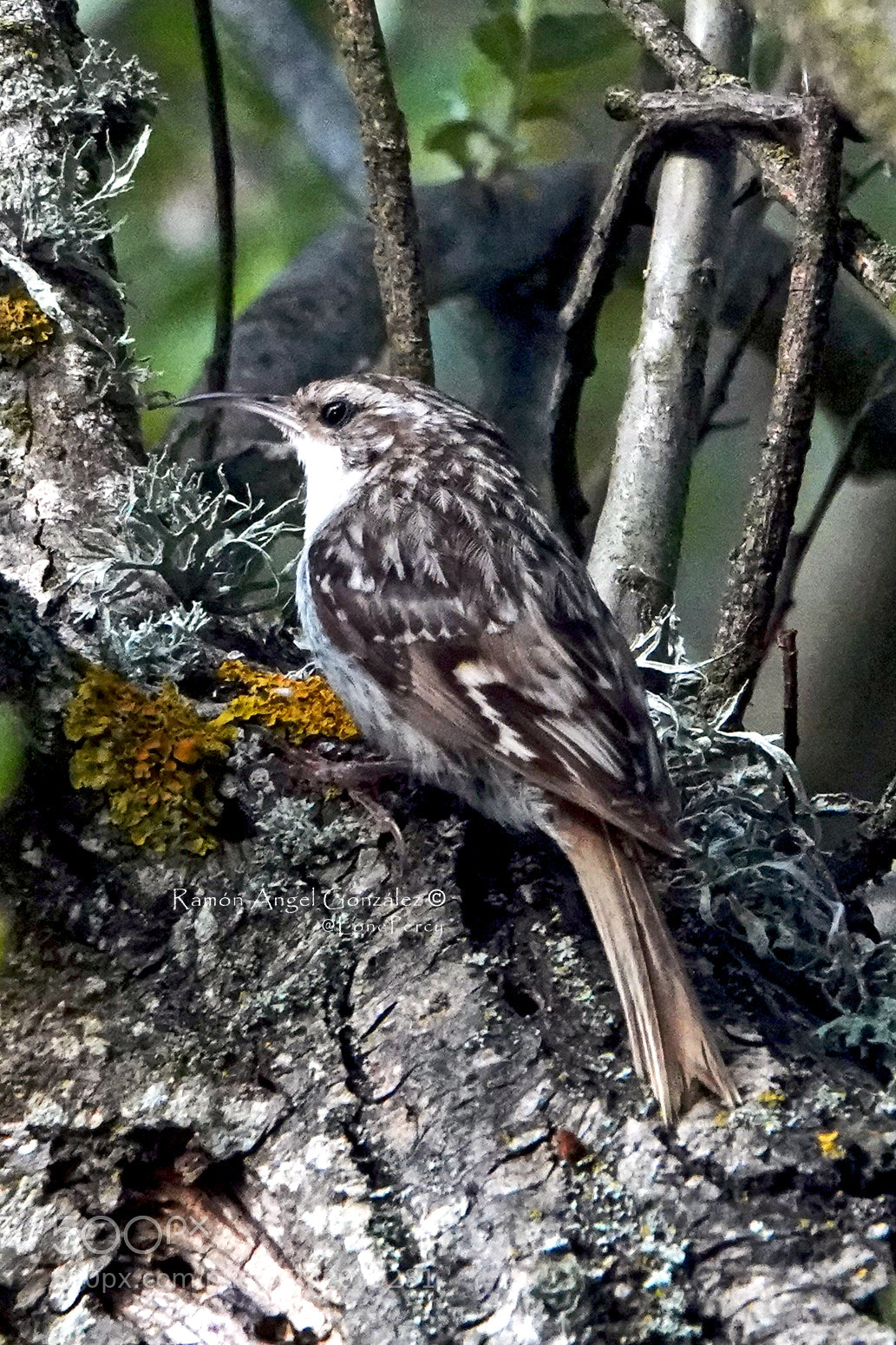 Sony Cyber-shot DSC-RX10 IV sample photo. Short-toed treecreeper looking for photography