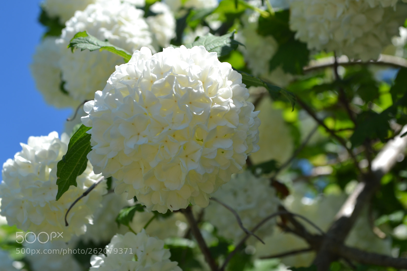 Nikon D3100 sample photo. White flower puff photography