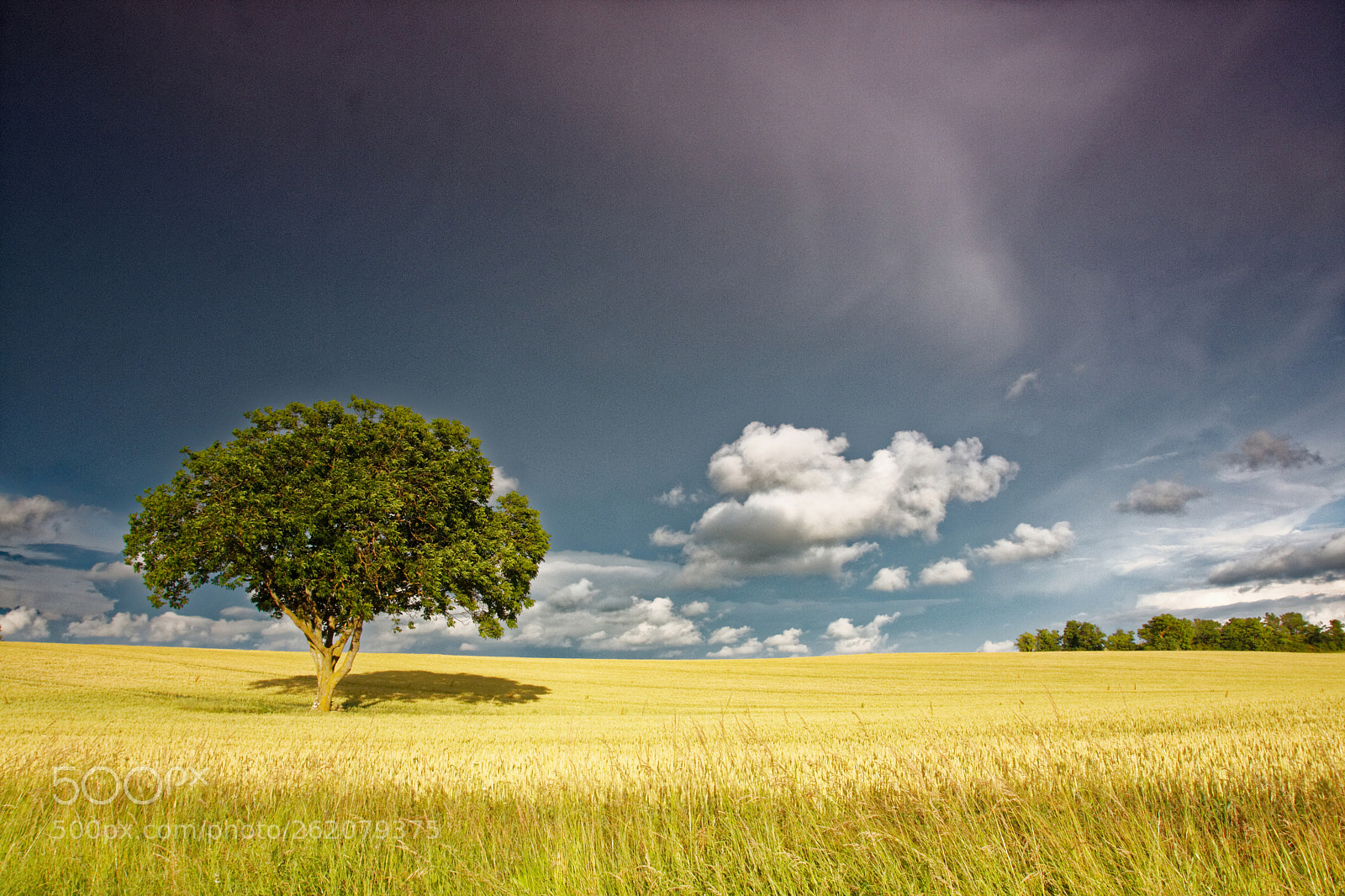 Canon EOS 40D sample photo. Arbre dans la plaine photography