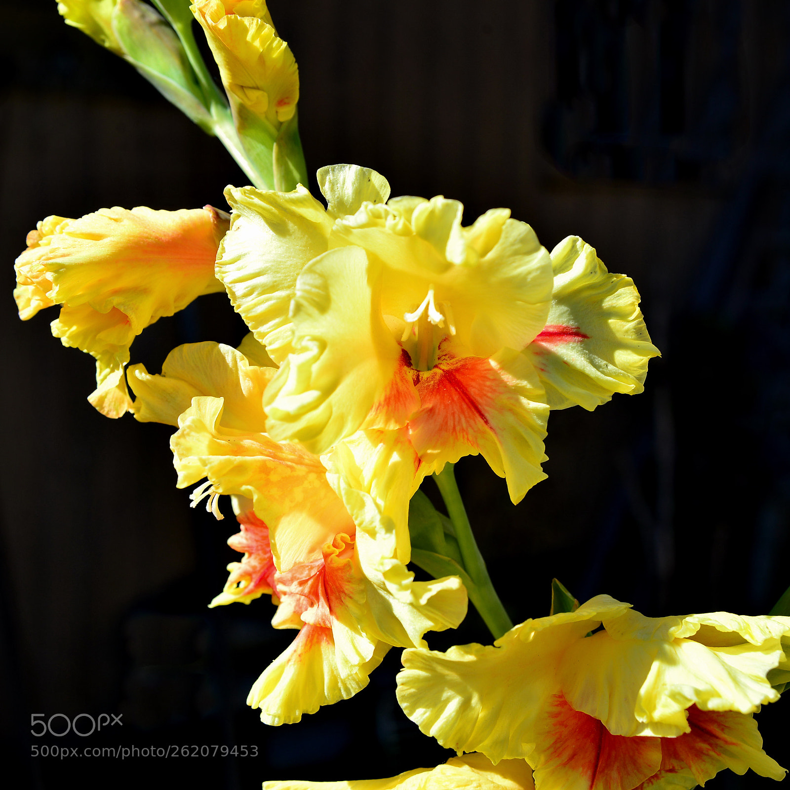 Nikon D600 sample photo. Gladioluses photography