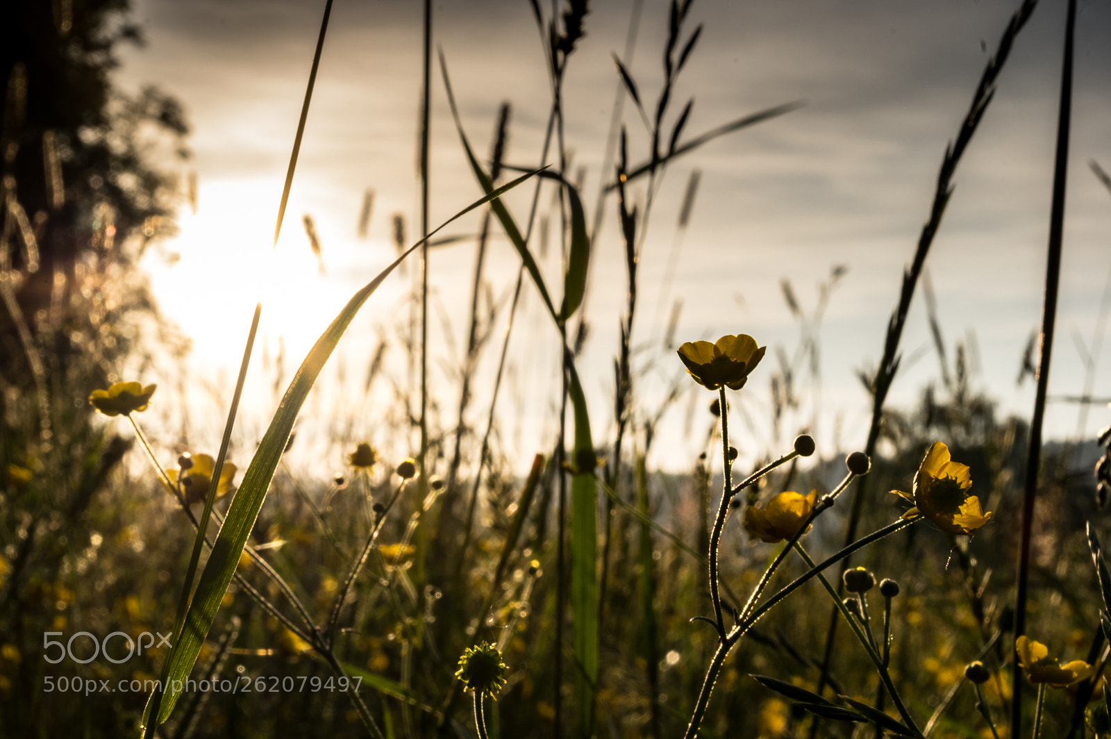 Pentax K-3 II sample photo. Golden flowers photography