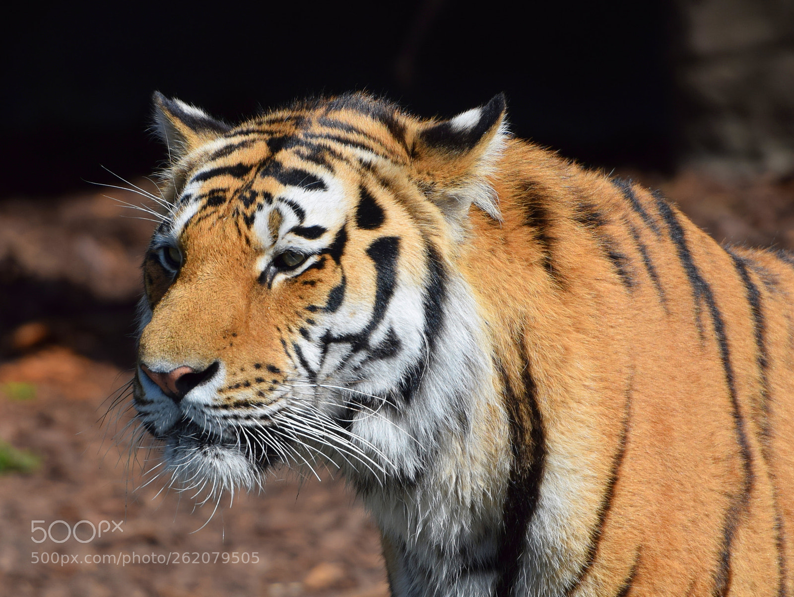 Nikon D5300 sample photo. Eye of the tiger photography