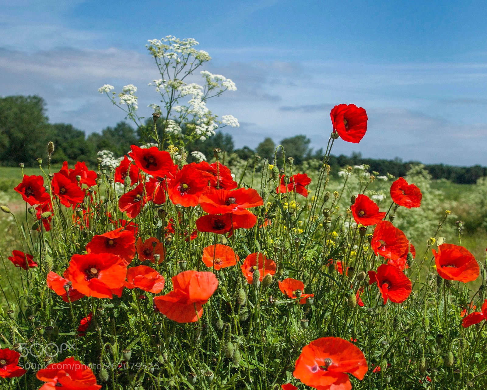 Olympus E-30 sample photo. Roadside poppies and cow photography