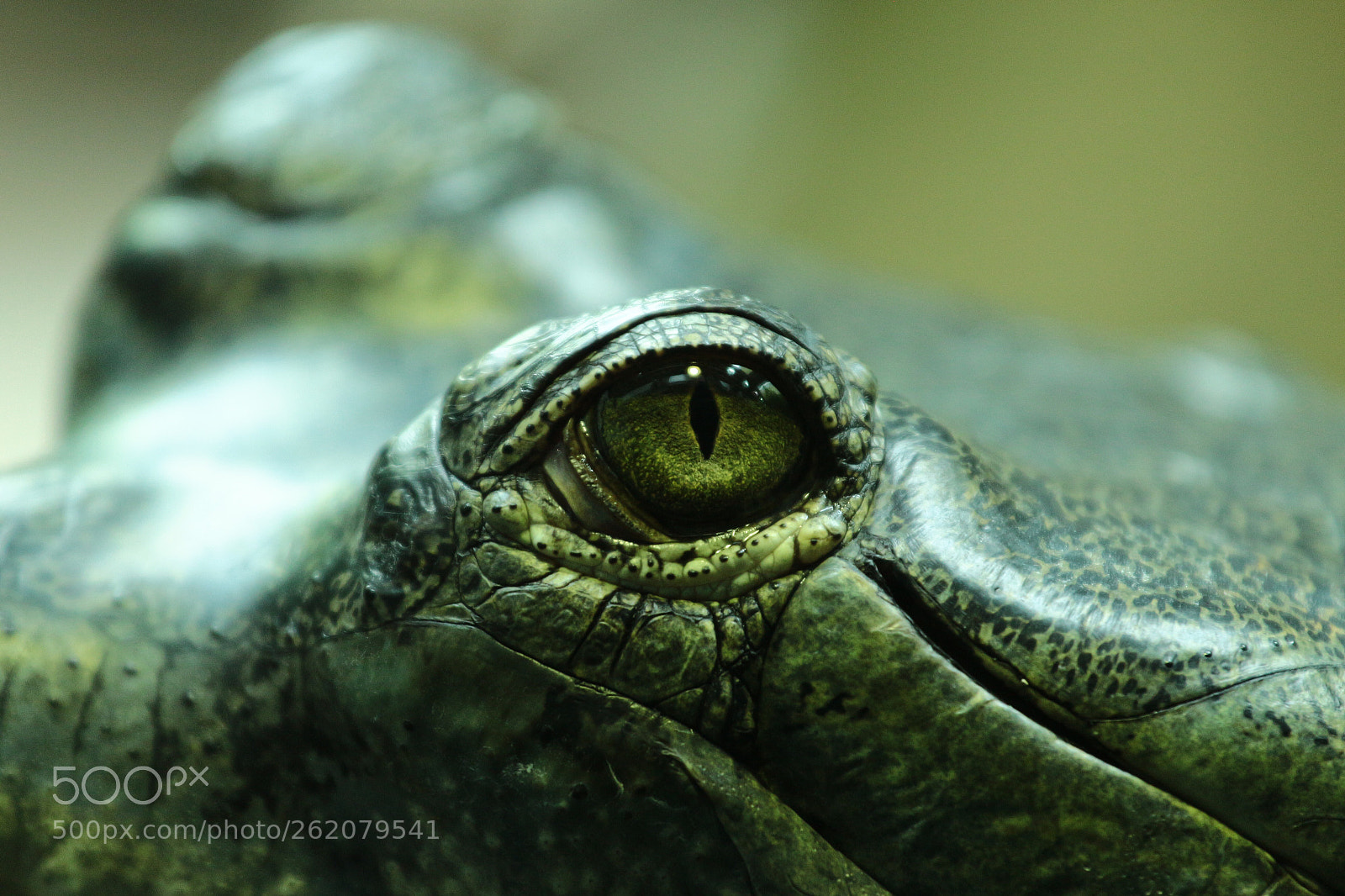 Canon EOS 700D (EOS Rebel T5i / EOS Kiss X7i) sample photo. Gavial photography