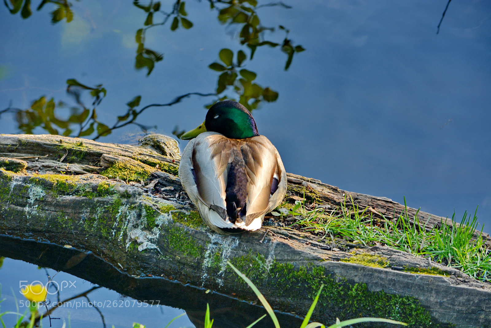 Nikon D5200 sample photo. Duck stories (#1) photography