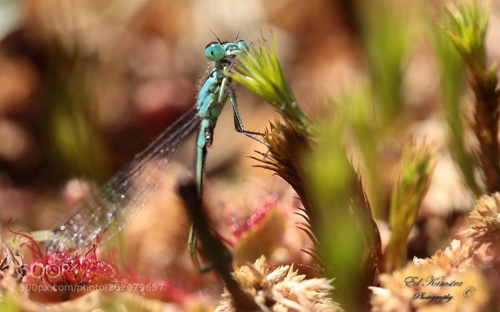 Canon EF 100mm F2.8L Macro IS USM sample photo. The little dragonfly photography