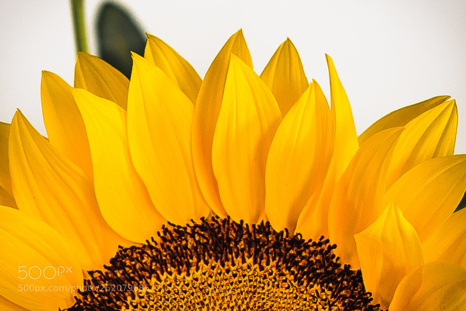Canon EOS 60D sample photo. Sunflower photography