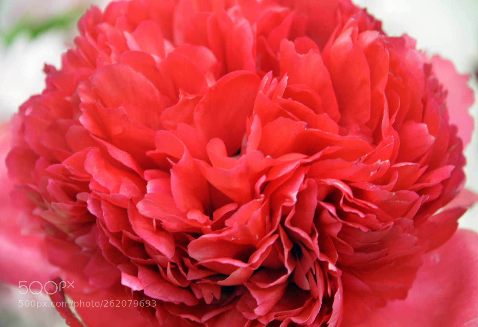 Nikon D610 sample photo. Red pion photography