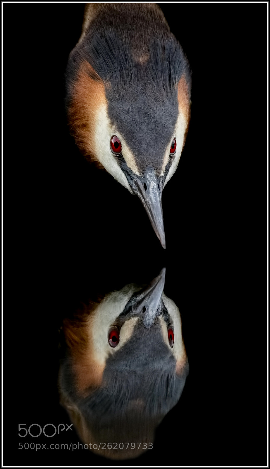 Canon EOS 7D Mark II sample photo. Grebe mirror photography