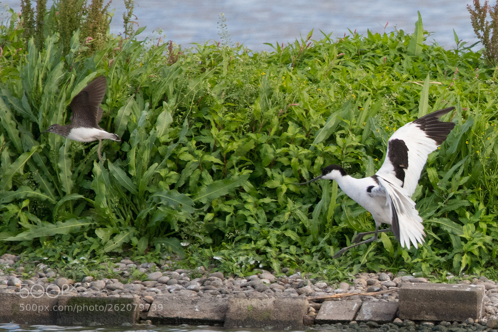 Nikon D500 sample photo. Avocet vs sandpiper photography