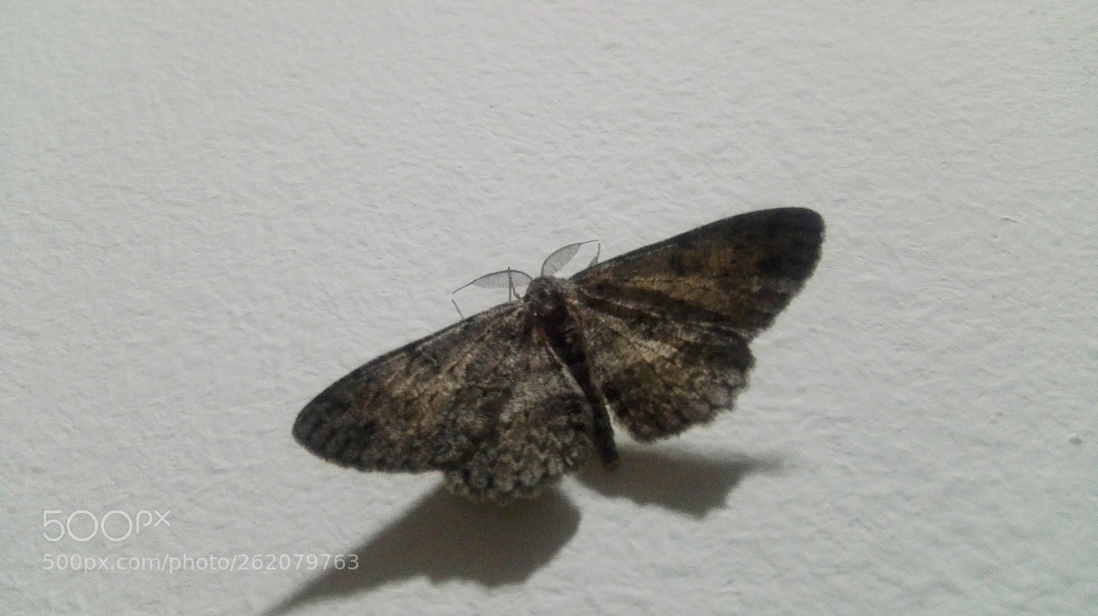HUAWEI Che2-L11 sample photo. Untitled photography