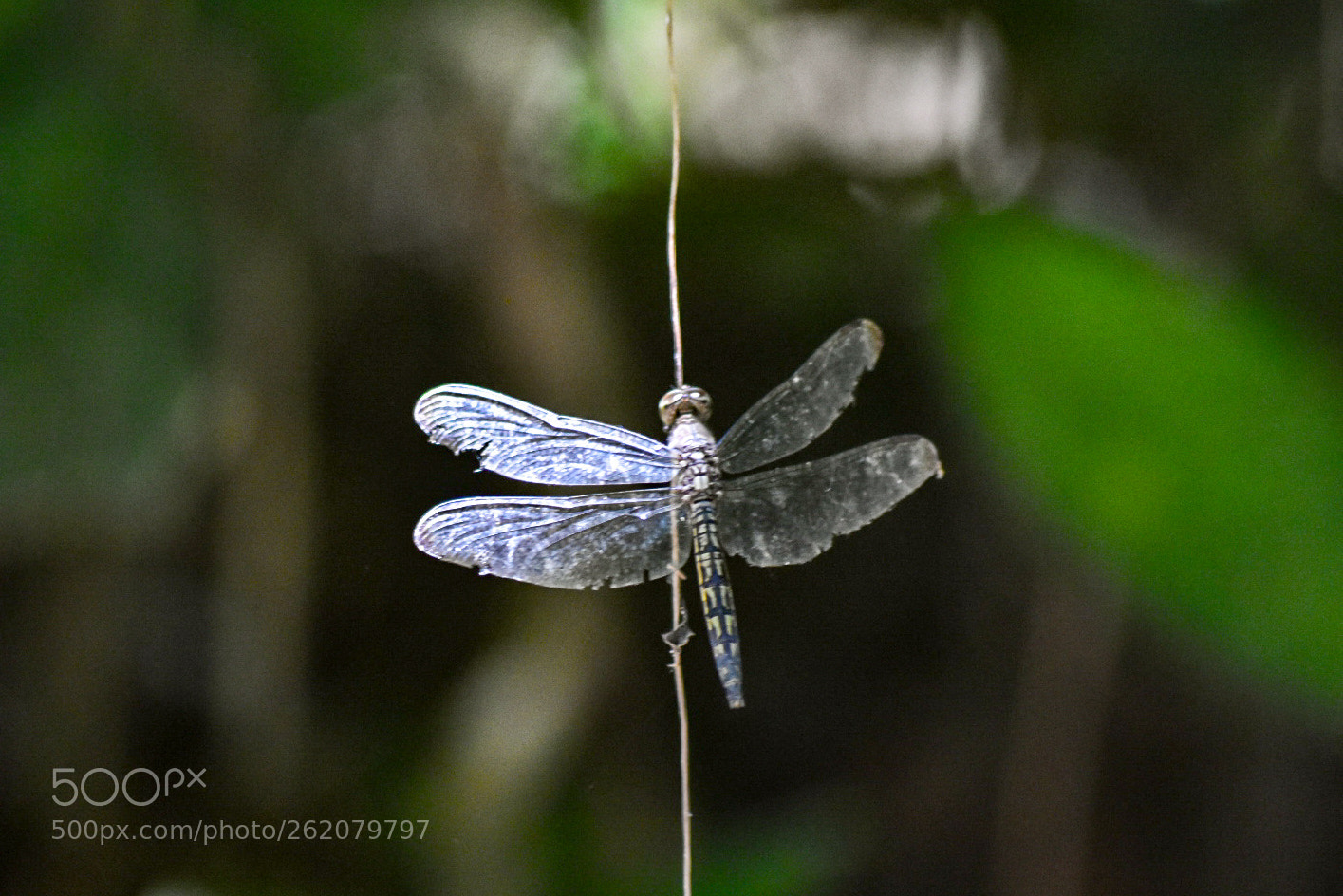 Nikon D5600 sample photo. Dragon fly photography