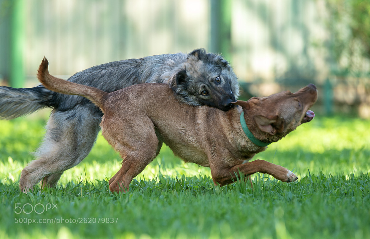 Sony a99 II sample photo. 01406.jpg photography