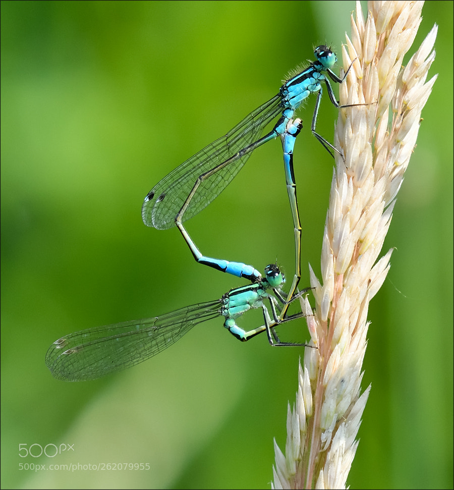Nikon D500 sample photo. Dragonfly photography