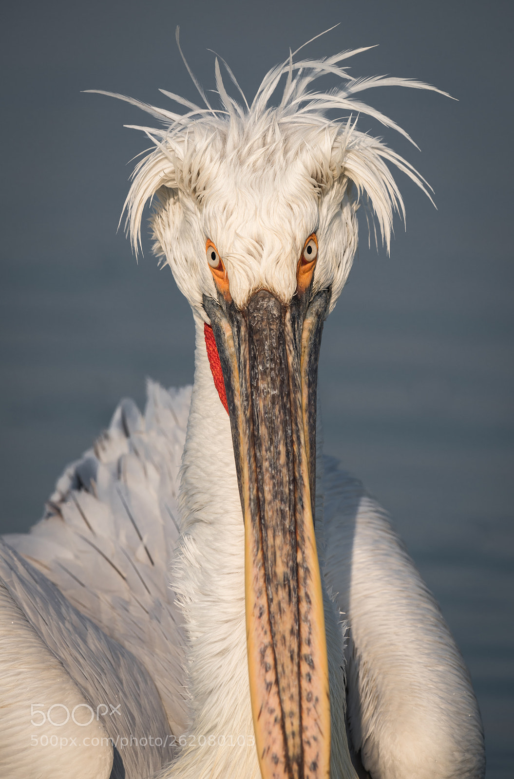 Nikon D810 sample photo. (?) photography