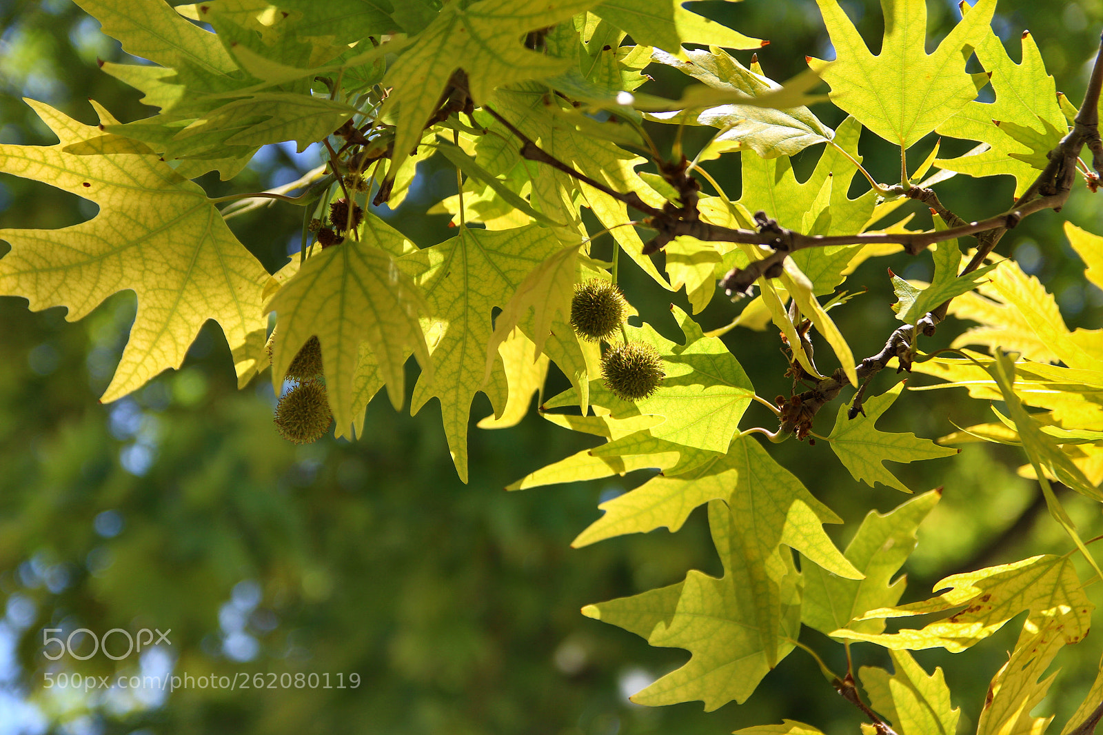 Canon EOS 700D (EOS Rebel T5i / EOS Kiss X7i) sample photo. Untitled photography
