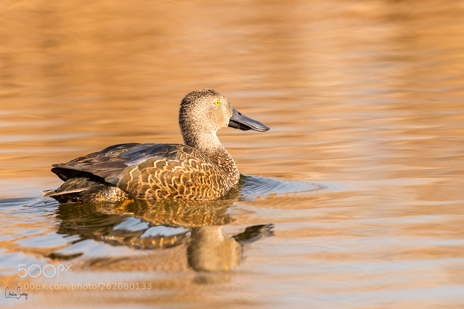 Nikon D4 sample photo. Cape shoveler photography