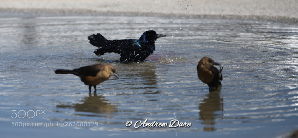 Nikon D810 sample photo. Untitled photography