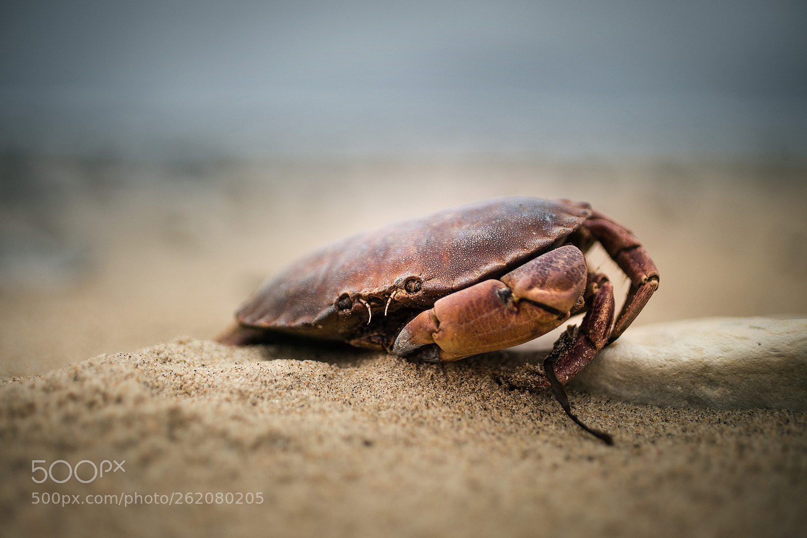 Canon EOS 6D sample photo. Aw, crab! photography