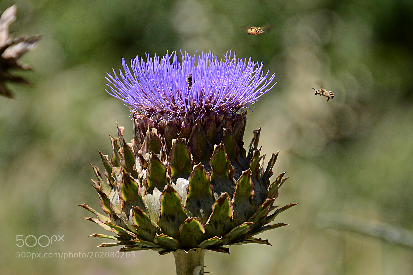 Nikon D7100 sample photo. Carxofera / artichoke photography