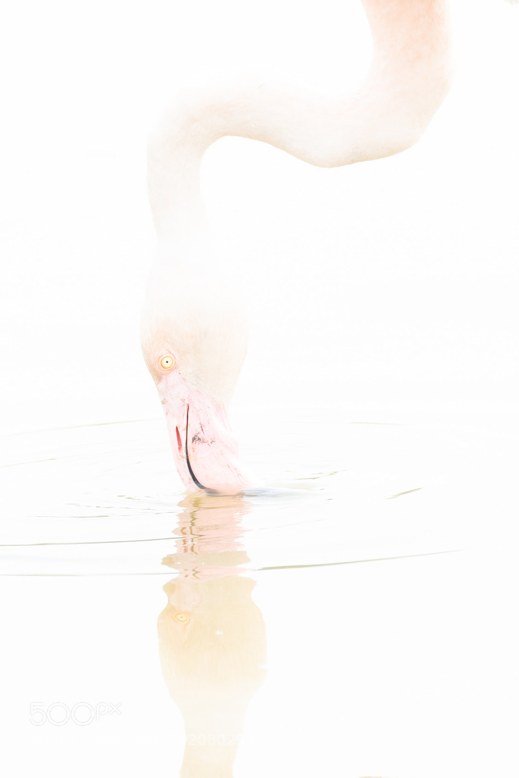 Nikon D810 sample photo. Narcissus photography