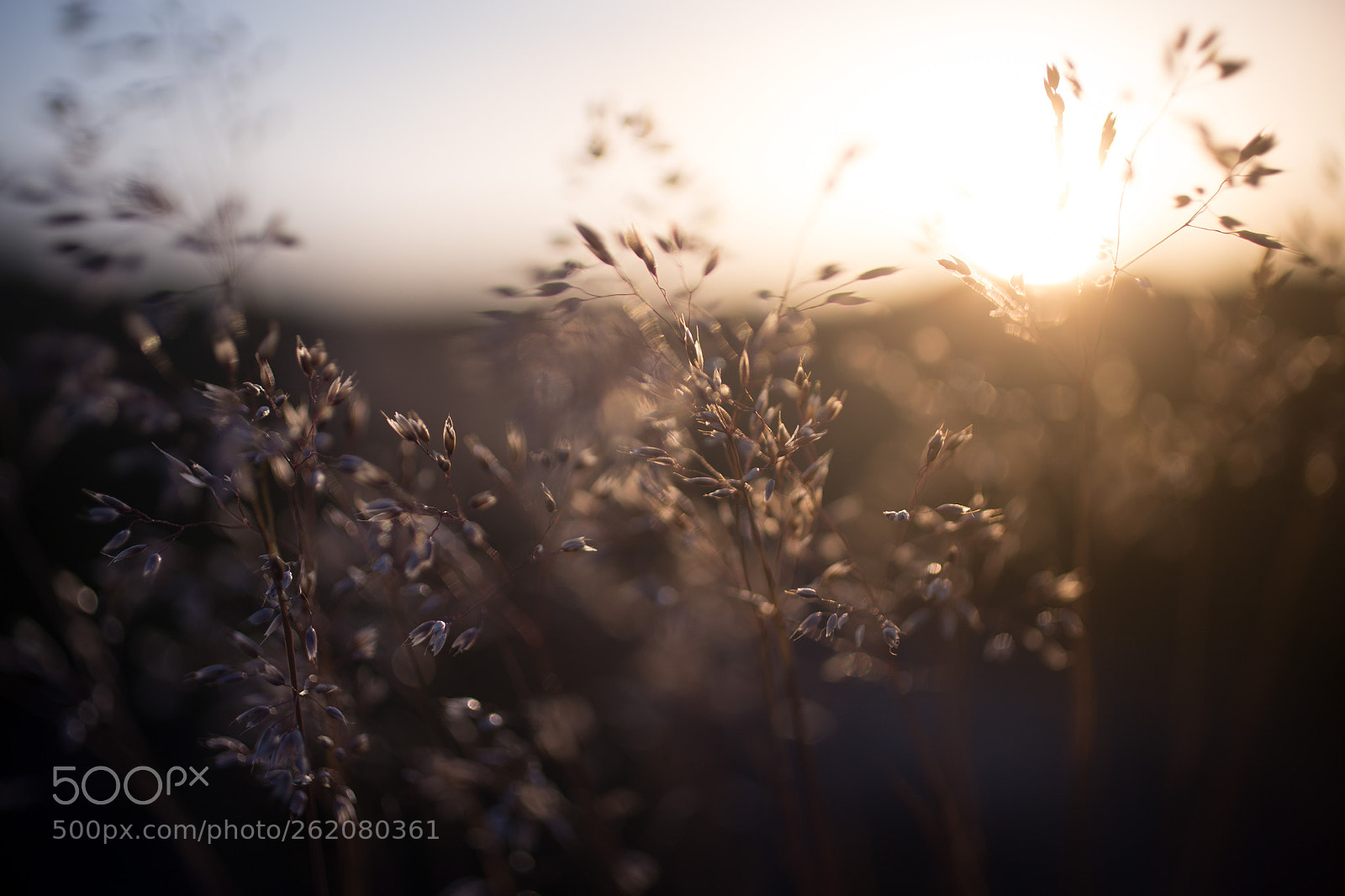 Canon EOS 6D sample photo. Makro photography