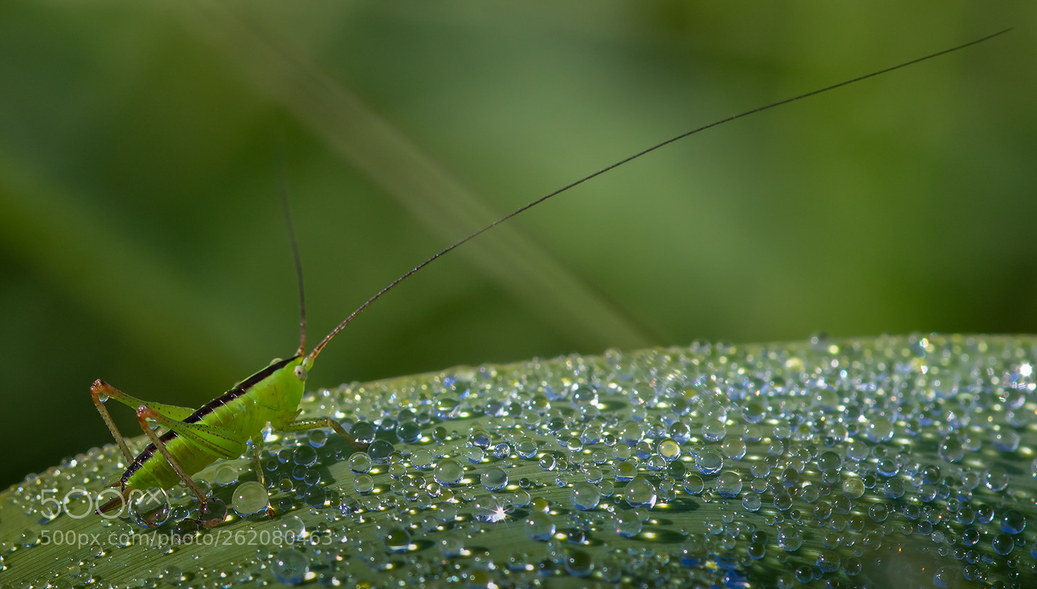 Canon EOS 7D Mark II sample photo. Morning dew iii photography