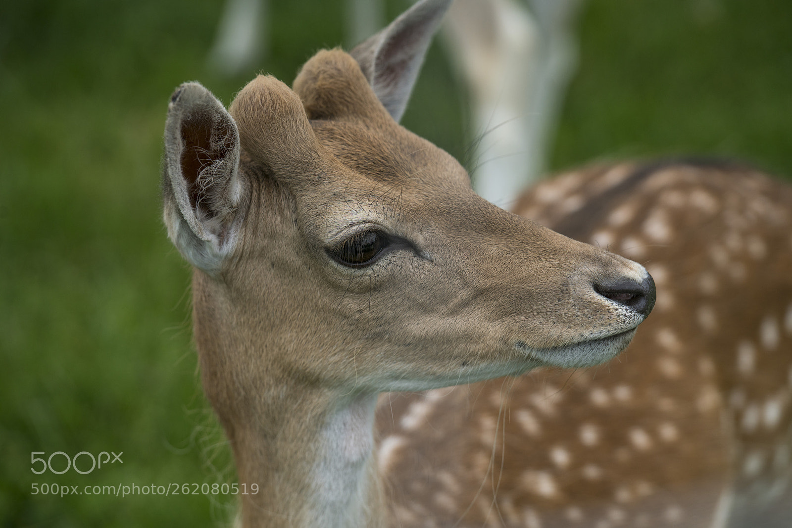 Sony a7R II sample photo. Daim photography