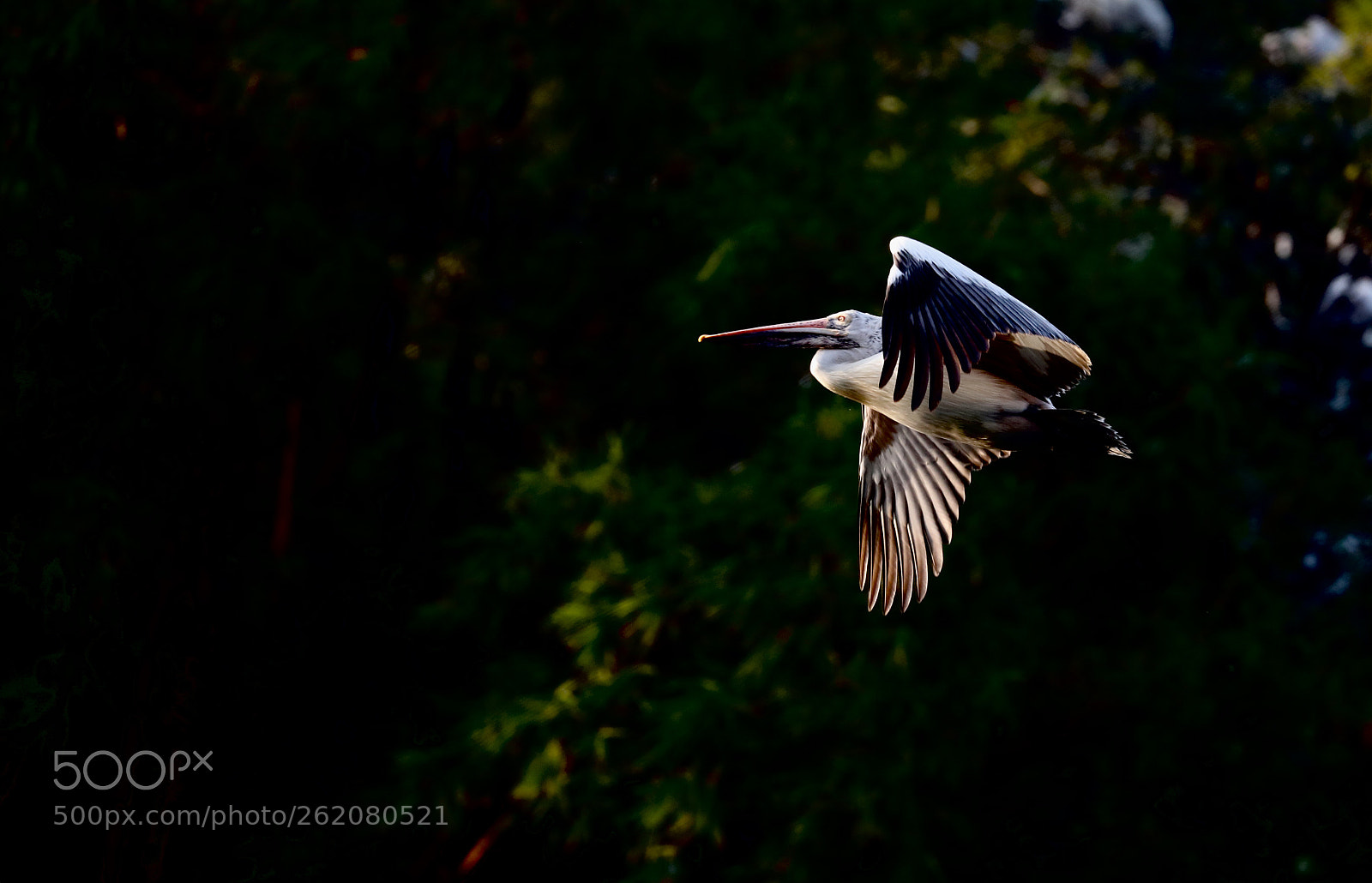 Canon EOS 5D Mark IV sample photo. Pelican flying high photography