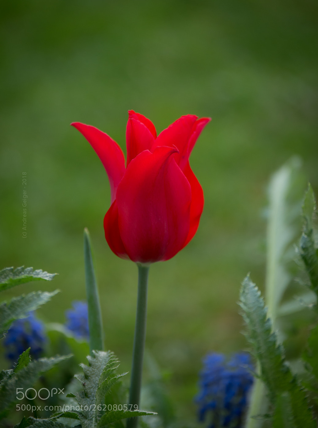 Panasonic Lumix DMC-G85 (Lumix DMC-G80) sample photo. Just the red one photography
