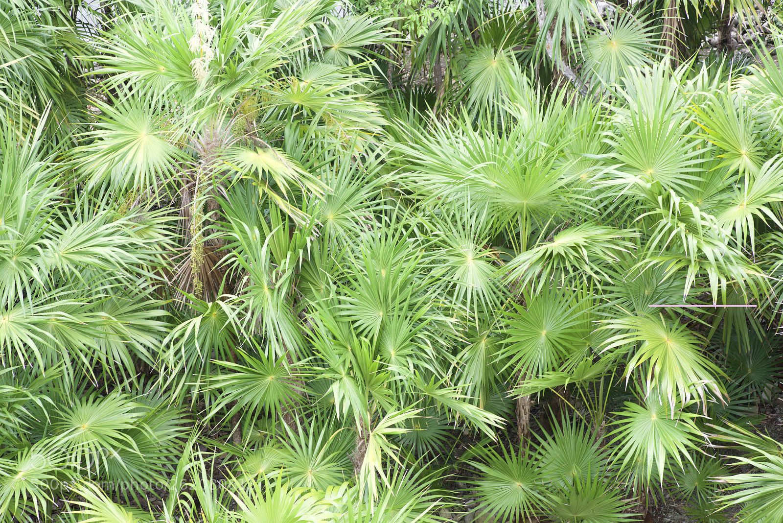 Nikon D810 sample photo. Jungle photography