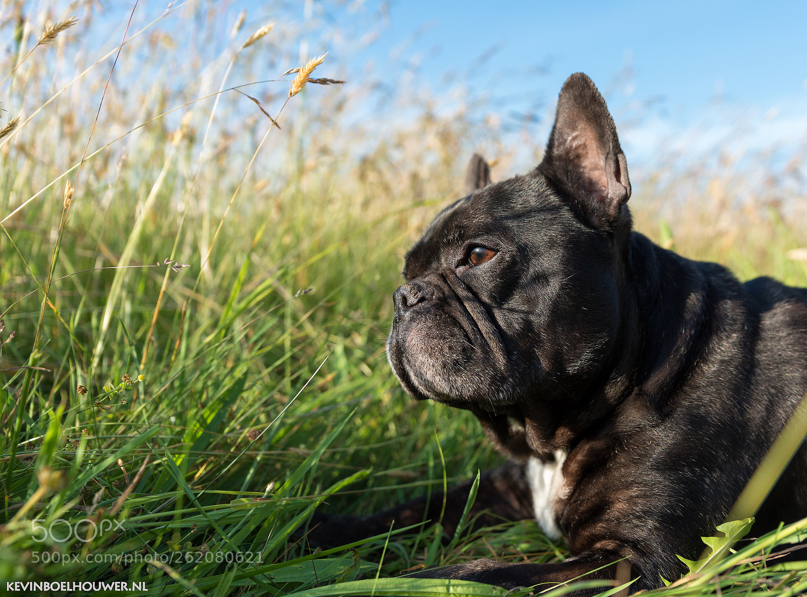 Nikon D750 sample photo. Bobby my french bulldog ! photography