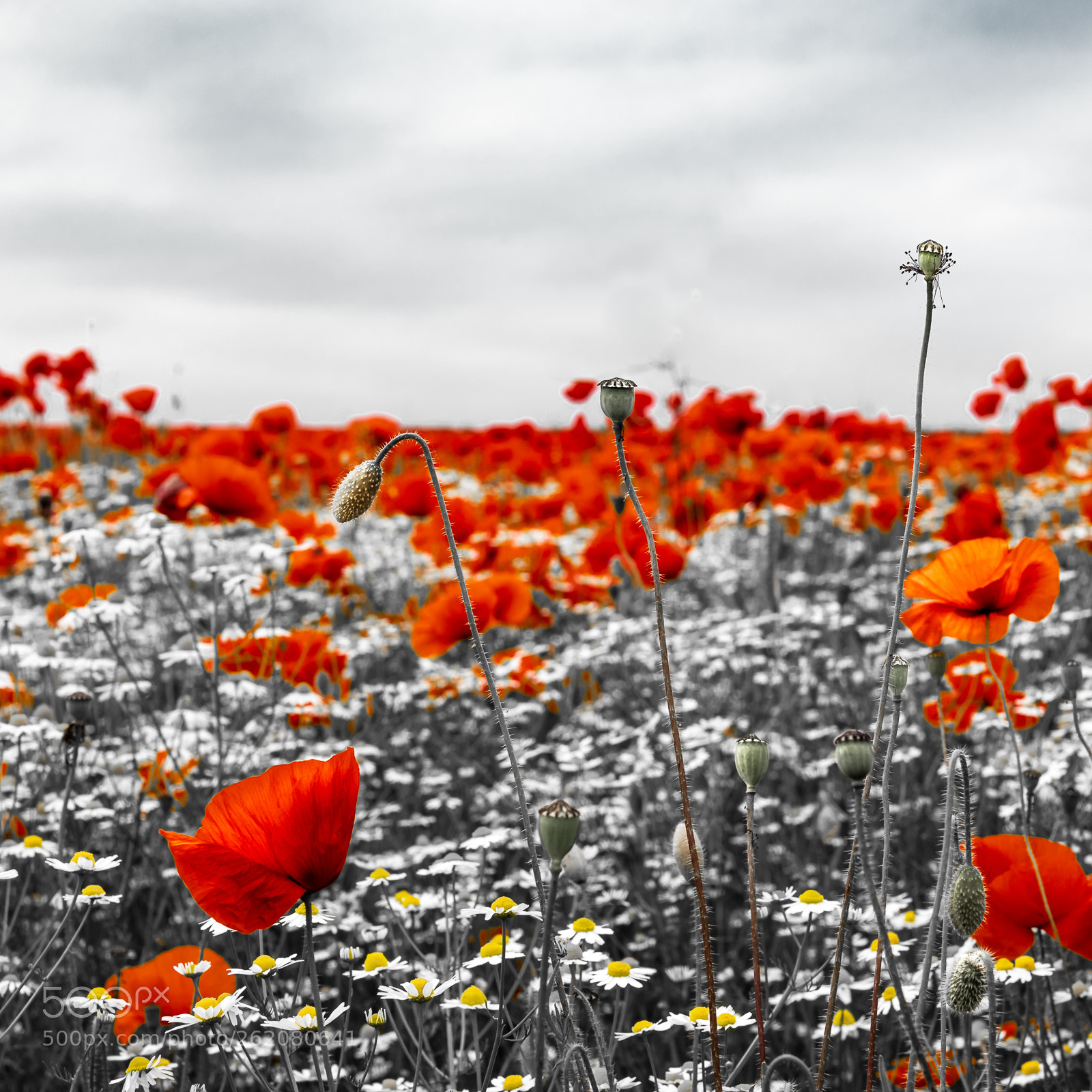 Leica CL sample photo. Poppies photography