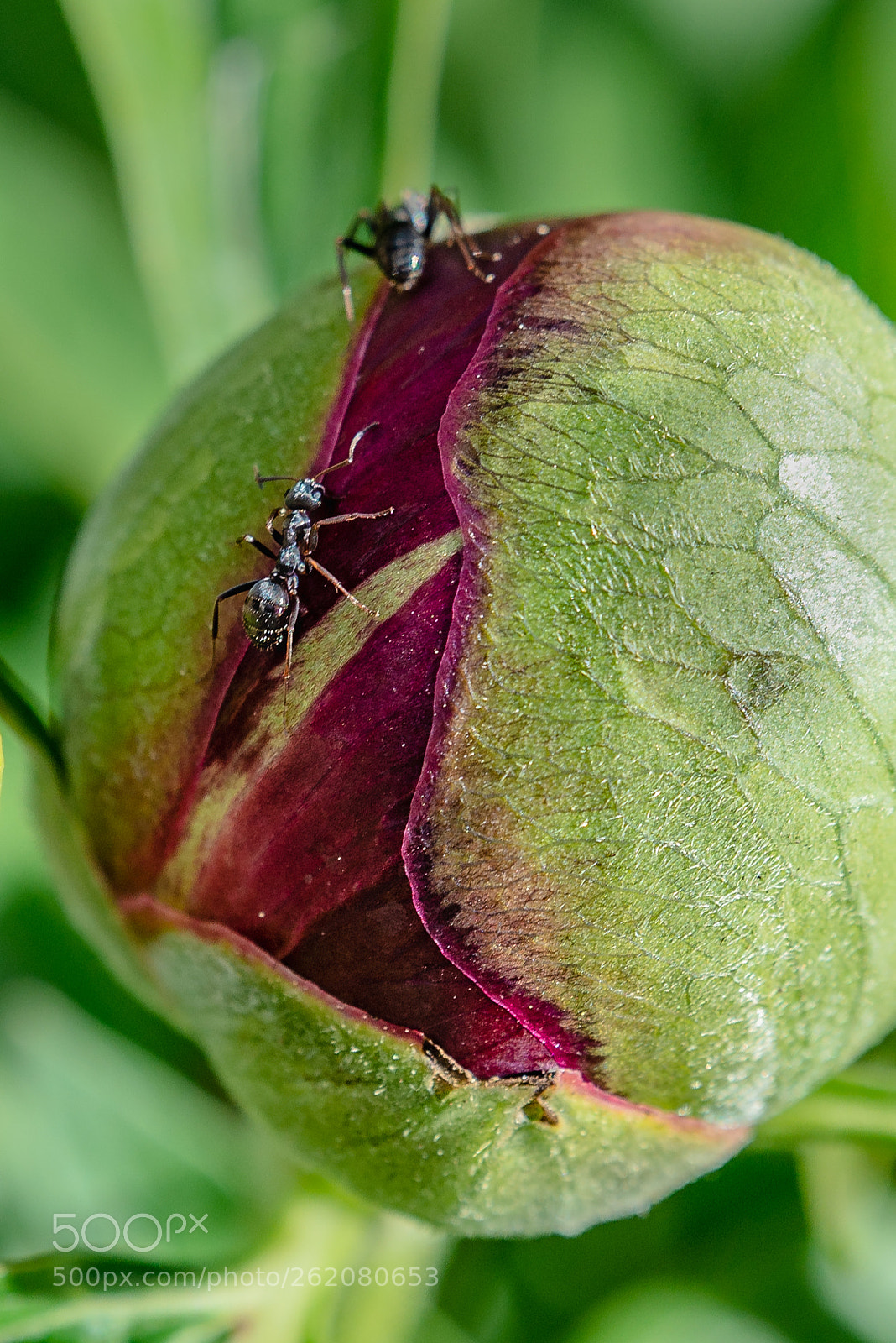 Nikon D610 sample photo. Traffic one the peony photography