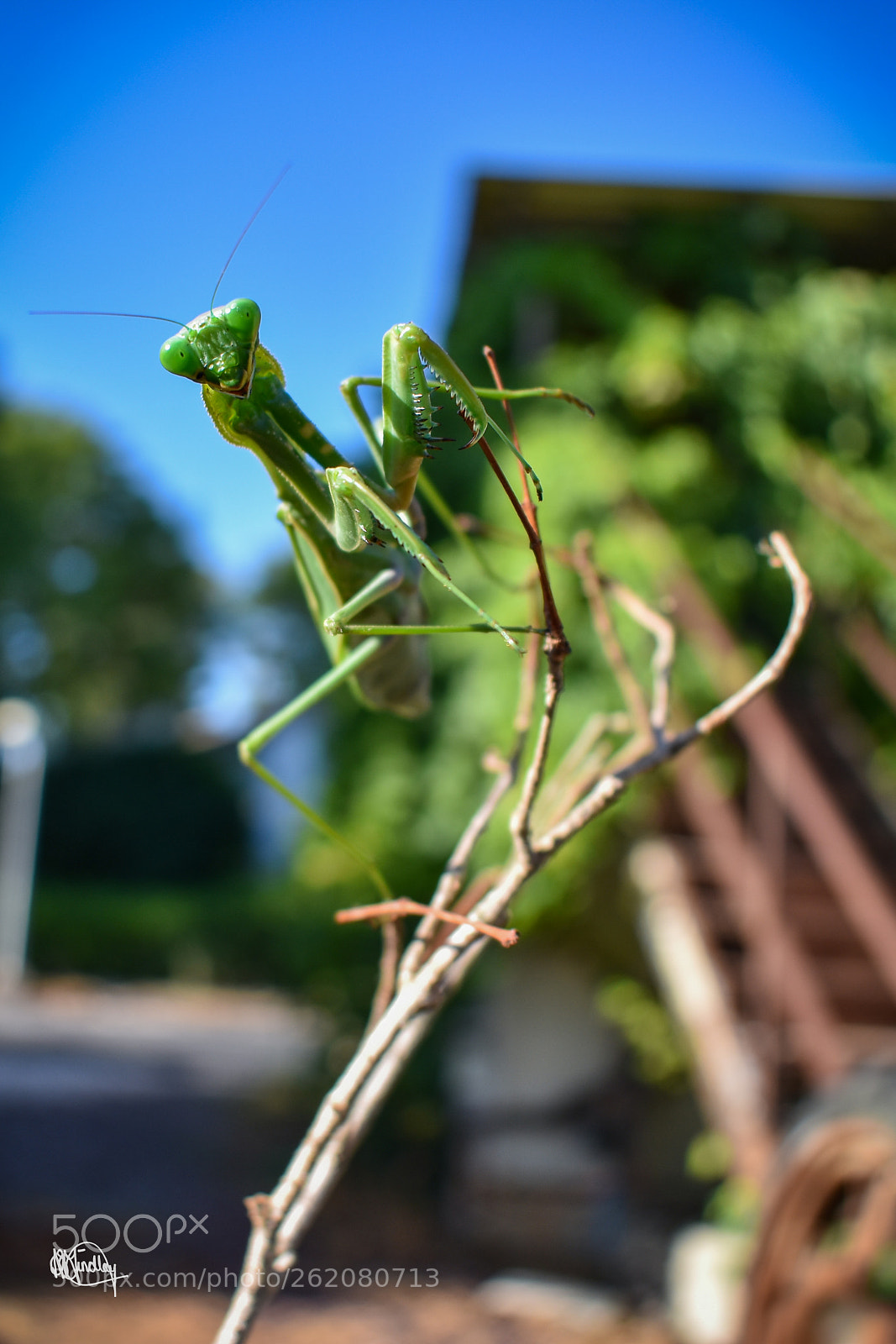 Nikon D3400 sample photo. Praying mantis photography