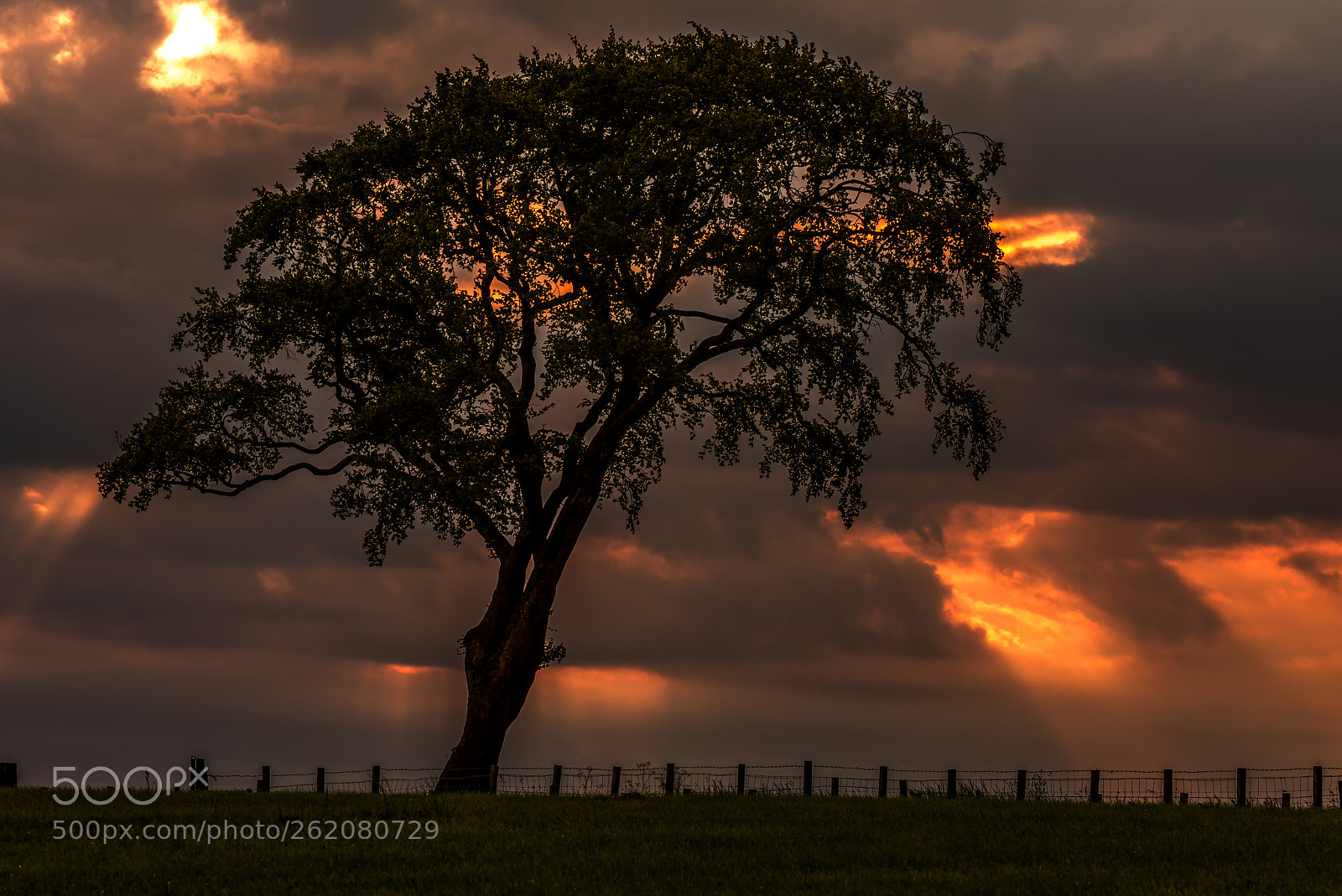Nikon D750 sample photo. Tree photography