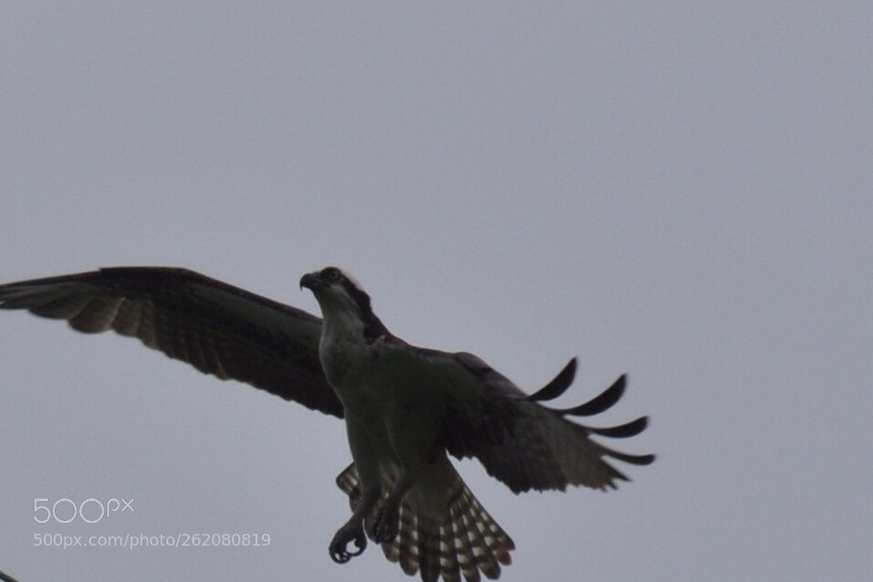 Nikon D5000 sample photo. Osprey photography