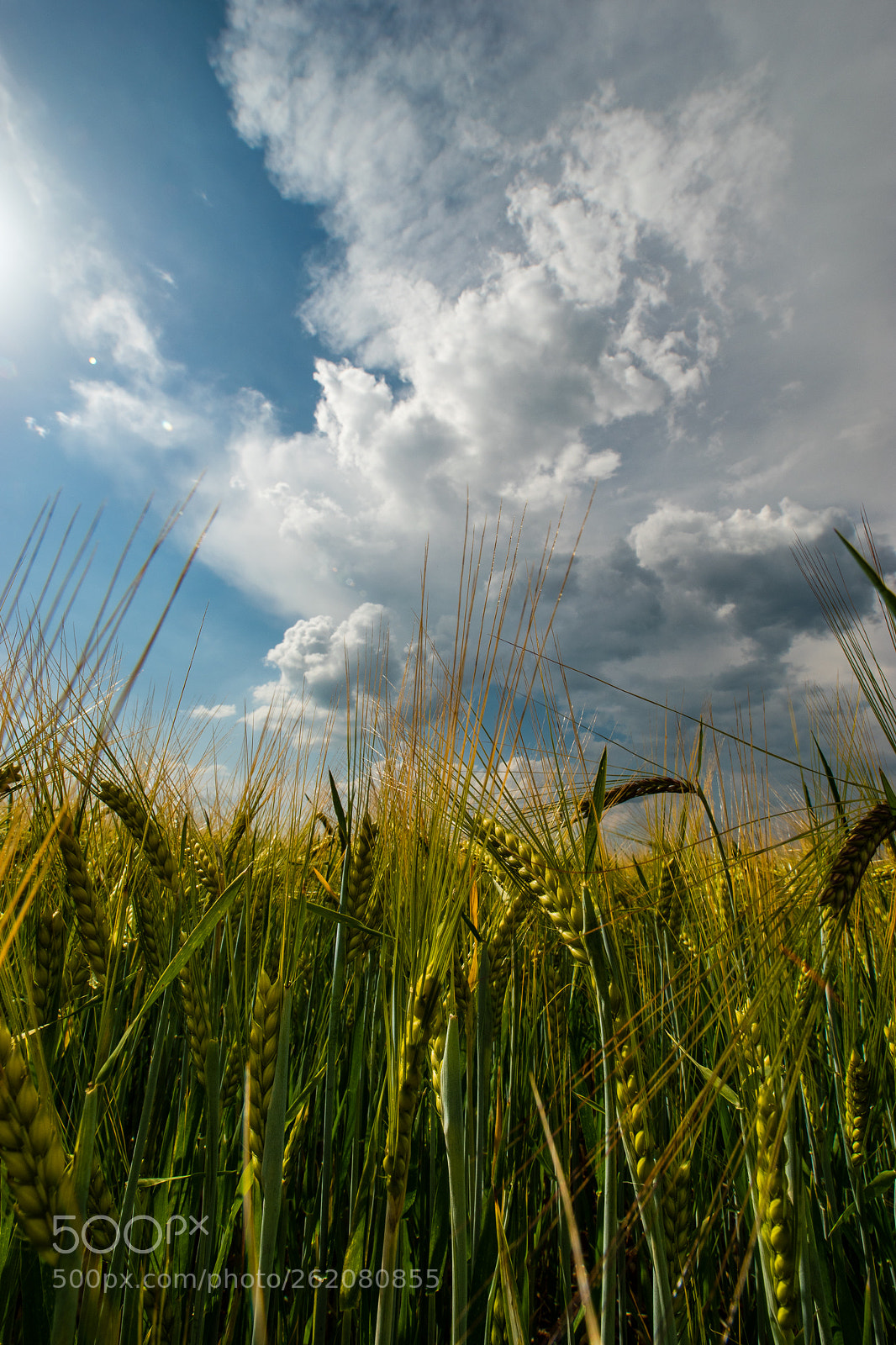 Nikon D5500 sample photo. Gerstenfeld photography