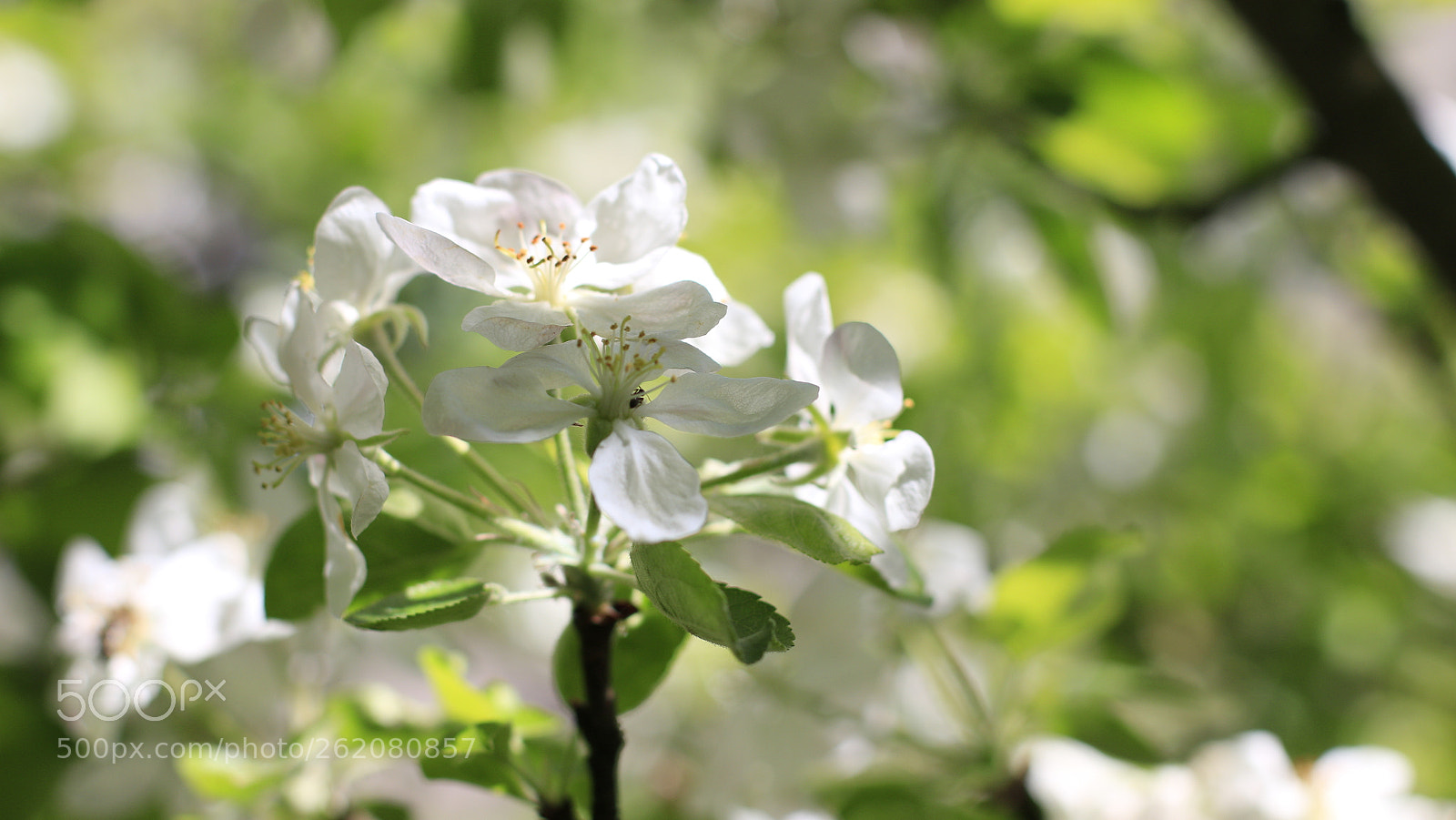 Canon EOS 70D + Canon EF 50mm F1.4 USM sample photo. Apple blossoming photography