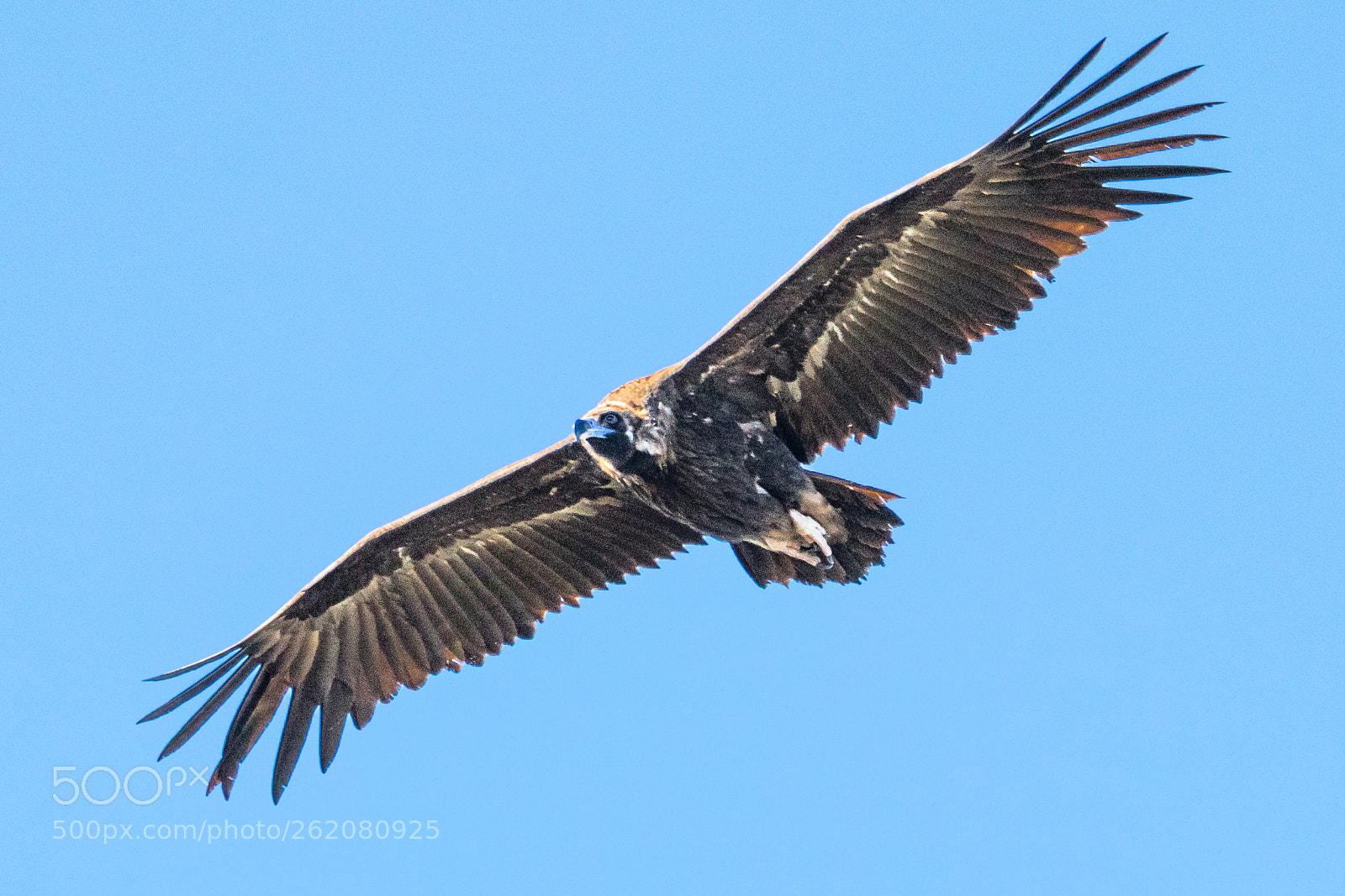 Canon EOS 80D sample photo. Black vulture photography