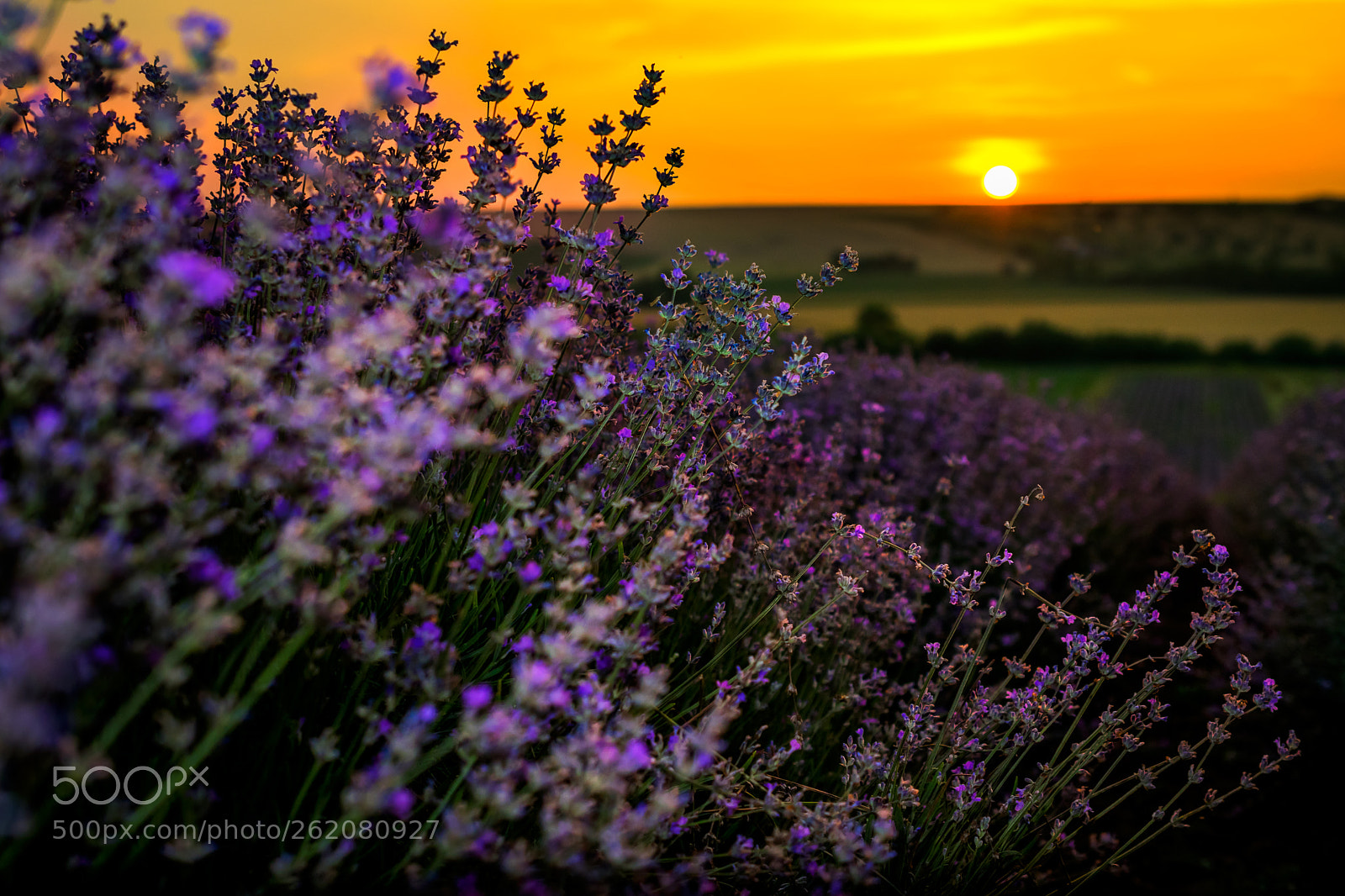 Nikon D5300 sample photo. Sunset in the lavender photography