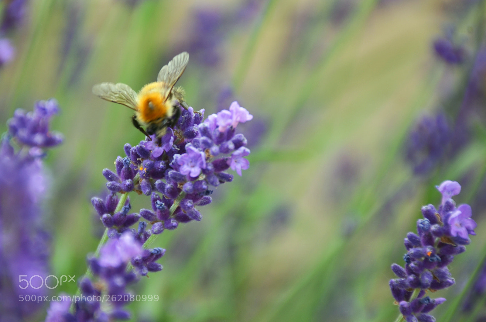 Nikon D5100 sample photo. Bee & lavender photography