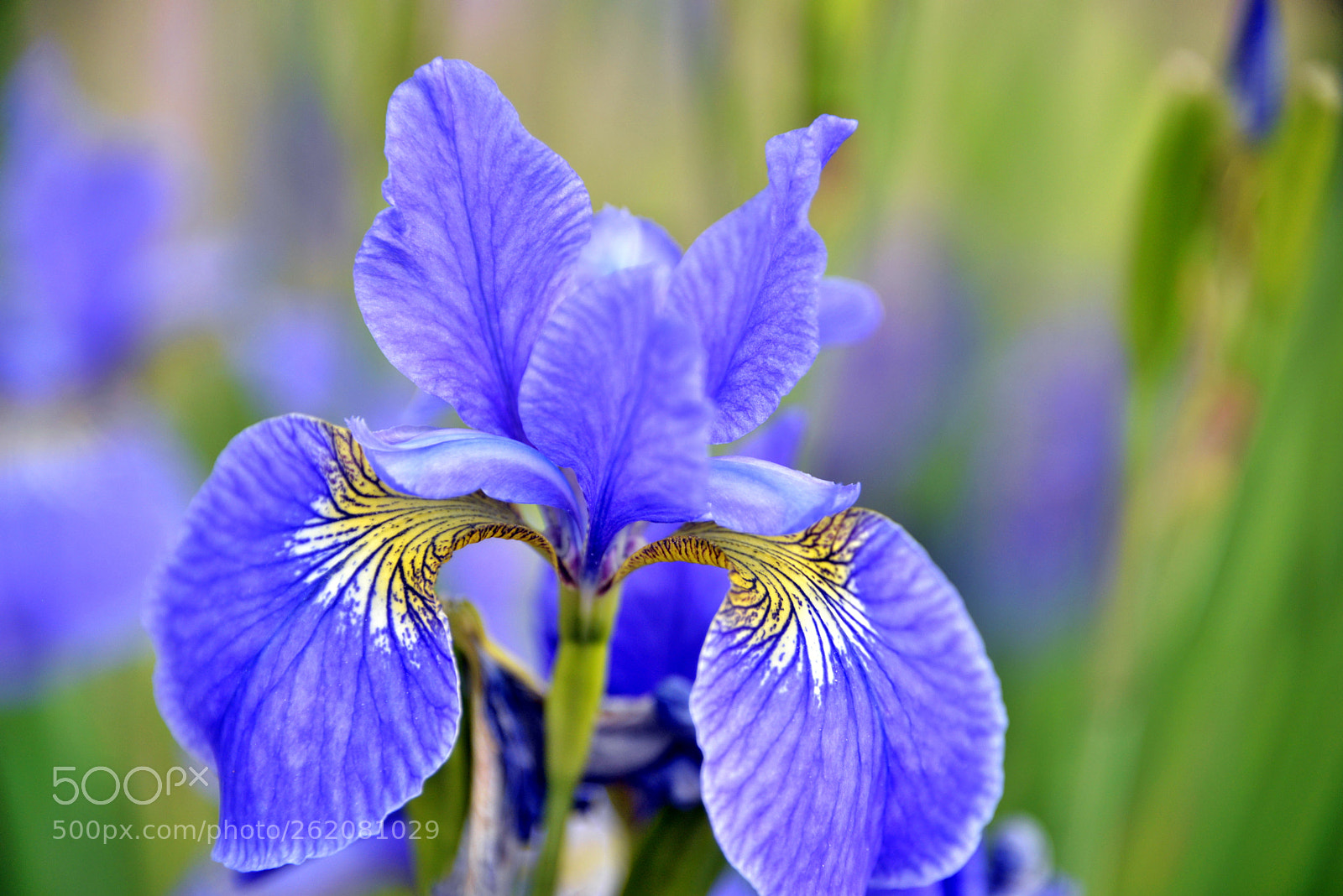 Nikon D610 sample photo. Blue iris photography